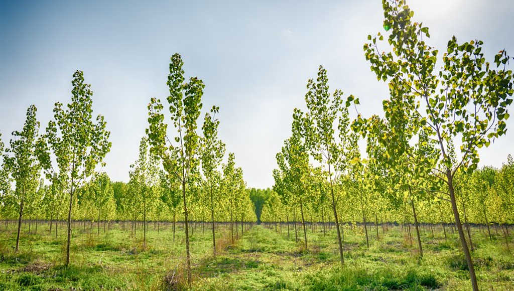 جودة الحياة